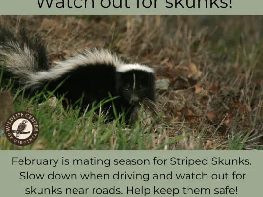 Skunk Help and Advice Graphic