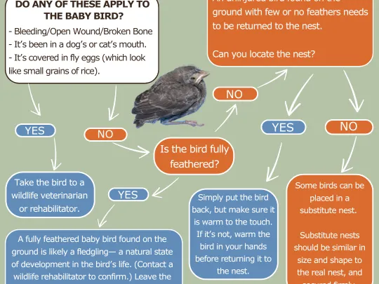 I found a baby bird slide 1