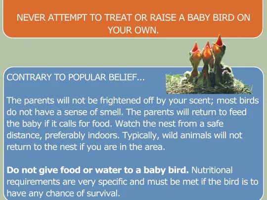 I found a baby bird slide 2