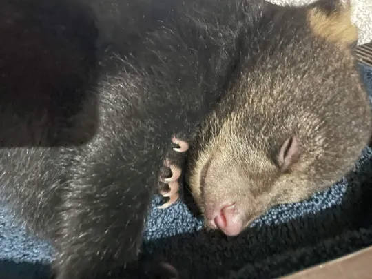 Closeup of cub sleeping