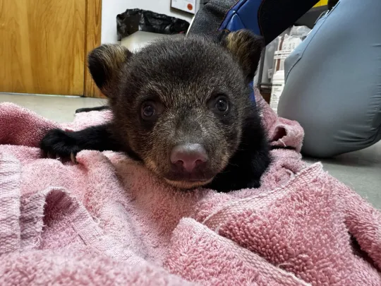 Black Bear cub 26-0648
