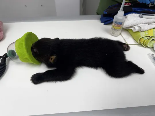 Black Bear cub 26-0648 sedated for radiographs