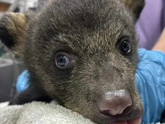 Closeup of cub face with tongue sticking out