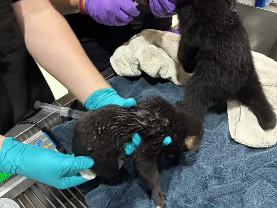 Black Bea cubs receiving care