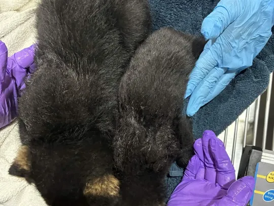 Size comparison of two Black Bear cubs